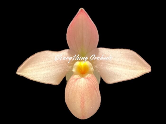 IN SPIKE  - Rare Phrag. besseae flavum x Anthony Omeis (3.5" pot) - Image 1