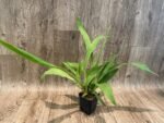 Zygonisia Murasaki Komachi Blooming Size (3.5” pot) - Image 2