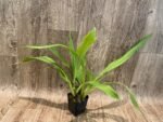 Zygonisia Murasaki Komachi Blooming Size (3.5” pot) - Image 3