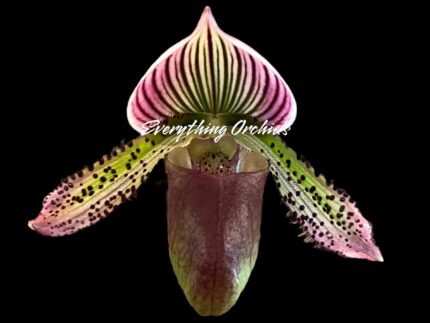 In Spike Paphiopedilum Gowerianum (superbiens v. curtsii × lawrenceanum) (3.5” pot)