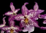 IN SPIKE - Degarmoara Shibumi 'Purple Rain' (3.5" pot)