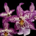 IN SPIKE - Degarmoara Shibumi 'Purple Rain' (3.5" pot)