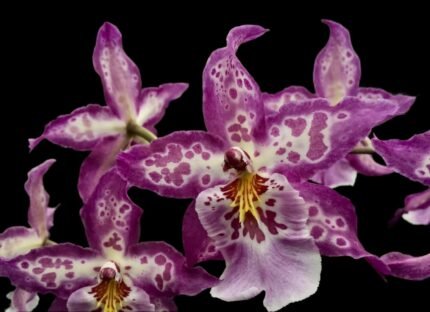 IN SPIKE - Degarmoara Shibumi 'Purple Rain' (3.5" pot)