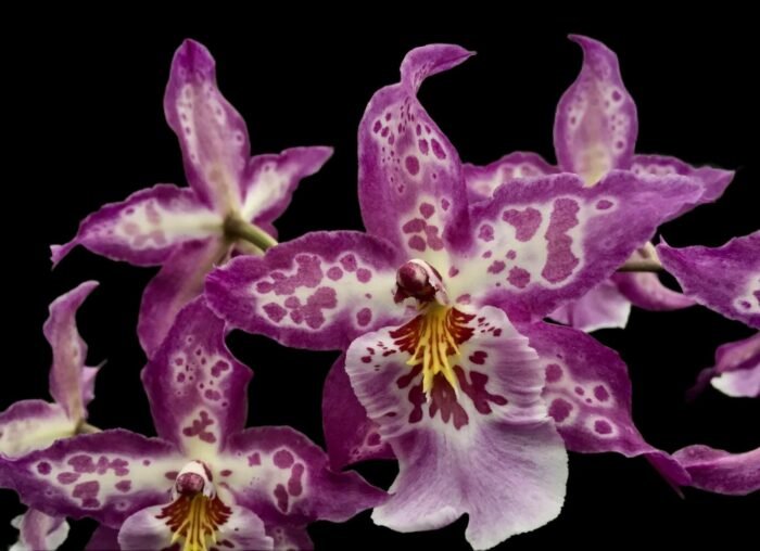 IN SPIKE - Degarmoara Shibumi 'Purple Rain' (3.5" pot) - Image 1