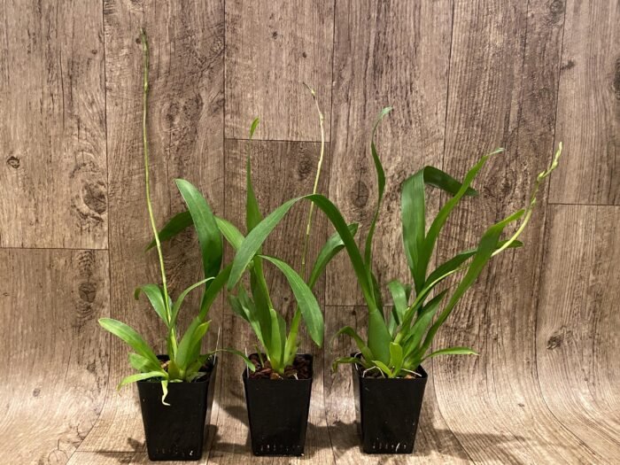 IN SPIKE - Degarmoara Shibumi 'Purple Rain' (3.5" pot) - Image 2