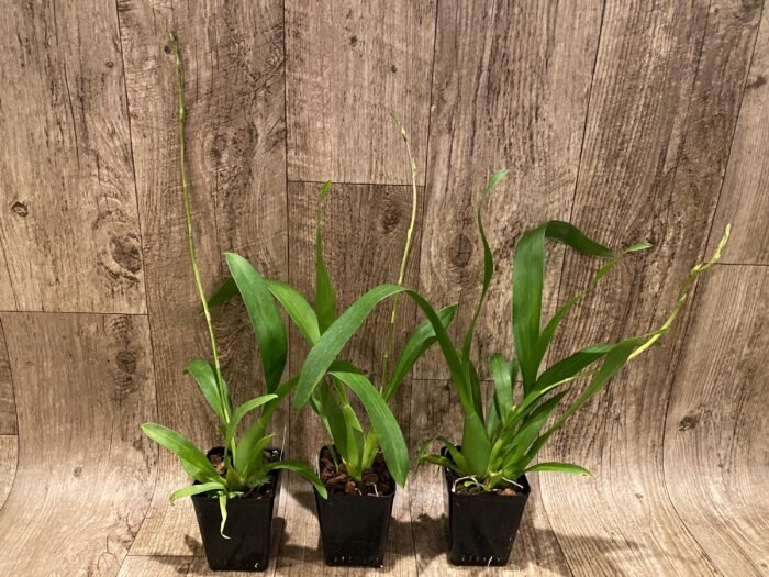 IN SPIKE - Degarmoara Shibumi 'Purple Rain' (3.5" pot) - Image 3