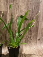 IN SPIKE - Degarmoara Shibumi 'Purple Rain' (3.5" pot) - Image 6