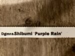 IN SPIKE - Degarmoara Shibumi 'Purple Rain' (3.5" pot) - Image 7