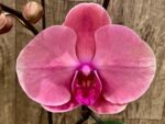 Triple Spikes Phalaenopsis Ben Yu Coral Lady (4.5" pot) - Image 2