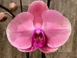 Triple Spikes Phalaenopsis Ben Yu Coral Lady (4.5" pot) - Image 3