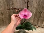 Triple Spikes Phalaenopsis Ben Yu Coral Lady (4.5" pot) - Image 5