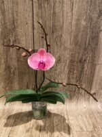 Triple Spikes Phalaenopsis Ben Yu Coral Lady (4.5" pot) - Image 7
