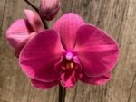 Tall Spike Phalaenopsis Asian Coral ‘Dark Red’ (4.5” Pot) - Image 2