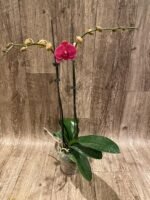 Double Spikes Phalaenopsis Asian Coral (4.5" pot) - Image 4