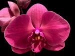 Tall Spike Phalaenopsis Asian Coral ‘Dark Red’ (4.5” Pot)