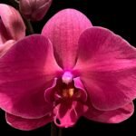 Double Spikes Phalaenopsis Asian Coral ‘Dark Red’ (4.5” Pot)