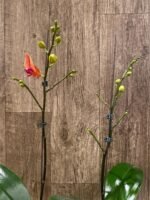 In Spike Phalaenopsis Surf Song (4.5” Pot) - Image 3