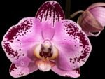 Tall Spikes Phalaenopsis Lianher Happy Dancer (4.5” Pot)