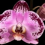 Tall Spikes Phalaenopsis Lianher Happy Dancer (4.5” Pot)