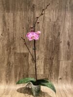 Tall Spikes Phalaenopsis Lianher Happy Dancer (4.5” Pot) - Image 3