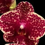 Double Spikes Phalaenopsis OX Red Seasame (4.5" pot)