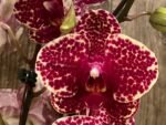 Double Spikes Phalaenopsis OX Red Seasame (4.5" pot) - Image 2