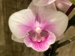 Multi Spikes Phalaenopsis New Hybrid ‘Unregistered Name’ (4.5" pot) - Image 3