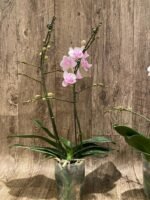 Multi Spikes Phalaenopsis New Hybrid ‘Unregistered Name’ (4.5" pot) - Image 8