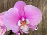 Tall Double Spikes Phalaenopsis Taisuco Anna (4.5” Pot) - Image 2