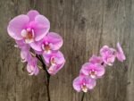 Tall Double Spikes Phalaenopsis Taisuco Anna (4.5” Pot) - Image 4