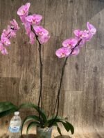 Tall Double Spikes Phalaenopsis Taisuco Anna (4.5” Pot) - Image 7