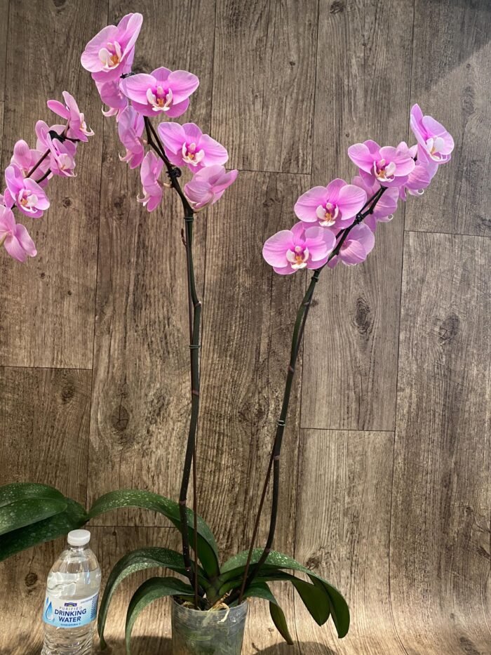 Tall Double Spikes Phalaenopsis Taisuco Anna (4.5” Pot) - Image 7
