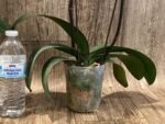 Tall Double Spikes Phalaenopsis Taisuco Anna (4.5” Pot) - Image 9