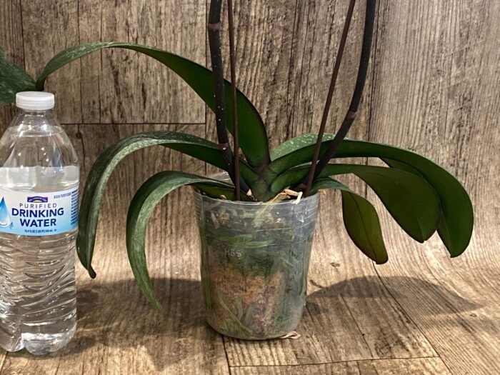 Tall Double Spikes Phalaenopsis Taisuco Anna (4.5” Pot) - Image 9