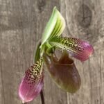 In Bud - Paph. QFEzekiel (2” pot)