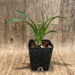 Cym. Olivia Ying Mark 'PK' × Gram. scriptum 'Dwarf 2375’ (3.5” pot)