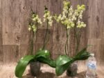 Double Spikes Phalaenopsis Taida Smile "Peloric" (4.5" pot) - Image 7