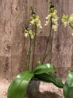 Double Spikes Phalaenopsis Taida Smile "Peloric" (4.5" pot) - Image 9