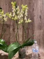 Double Spikes Phalaenopsis Taida Smile "Peloric" (4.5" pot) - Image 10