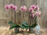 Double Spike Phalaenopsis I-Hsin Seasame (4.5" pot) - Image 4