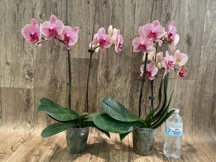 Double Spike Phalaenopsis I-Hsin Seasame (4.5" pot) - Image 4