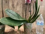 Double Spike Phalaenopsis I-Hsin Seasame (4.5" pot) - Image 9