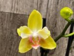 Double Spikes Phalaenopsis Dtps. Fuller’s Sunset ‘Peloric’ (3.5" pot) - Image 3