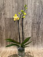 Double Spikes Phalaenopsis Dtps. Fuller’s Sunset ‘Peloric’ (3.5" pot) - Image 4