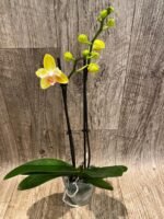 Double Spikes Phalaenopsis Dtps. Fuller’s Sunset ‘Peloric’ (3.5" pot) - Image 5