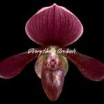 In Spike Paphiopedilum Charlesworthii (Piao Shiang Beauty × Sib) × (Shinyl Pie × Flame Heart) (3.5” pot)