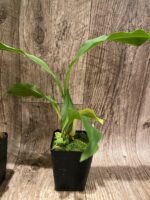 Lycaste cruenta x virginalis (3.5” pot) - Image 5