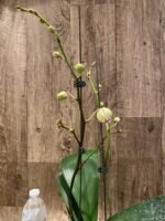 Double Spikes Phalaenopsis OX Red Seasame (4.5" pot) - Image 3