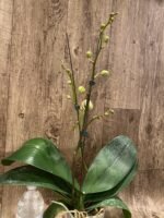 Double Spikes Phalaenopsis OX Red Seasame (4.5" pot) - Image 6