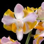 Double Spikes Doritis pulcherrima v. champorensis ‘Pink’ ( Phalaenopsis) 4 Growths (5" pot)